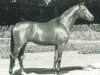 stallion Baluster (Trakehner, 1992, from Radom)