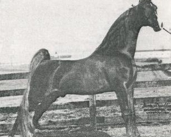stallion New Yorker (American Saddlebred Horse, 1970, from Yorktown)