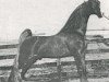 Deckhengst New Yorker (American Saddlebred Horse, 1970, von Yorktown)