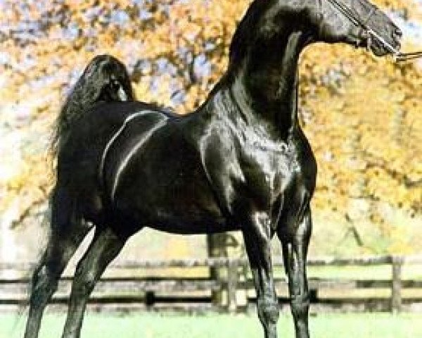 stallion Harlem Globetrotter (American Saddlebred Horse, 1980, from New Yorker)