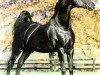 Deckhengst Harlem Globetrotter (American Saddlebred Horse, 1980, von New Yorker)