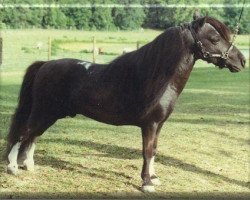 stallion Dell Teras General Lee II (American Miniature Horse, 1974, from Hercules van 't Huttenest)