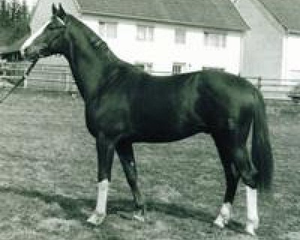 horse Waldklee (Trakehner, 1973, from Kassio)