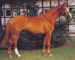 horse Praust (Trakehner, 1995, from Arogno)