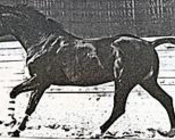 Pferd Lutz (Trakehner, 1980, von Schwaermer)