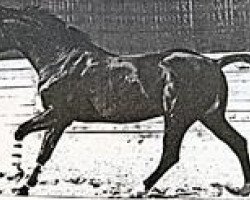 horse Lutz (Trakehner, 1980, from Schwaermer)