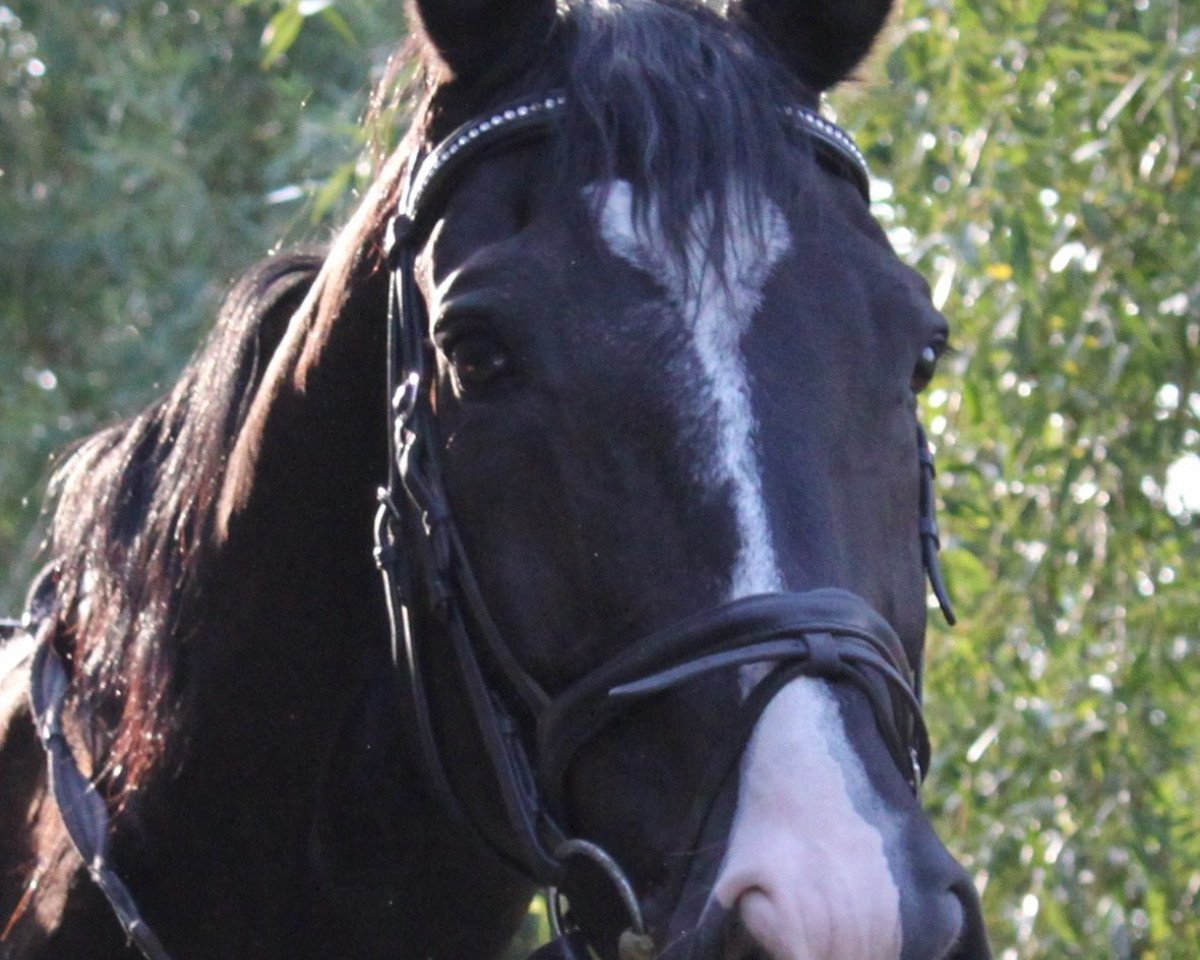 Pferd Yunis (Westfale, 1996, von Ramiro's Son I)