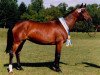 broodmare Lillemor (Trakehner, 1979, from Cornelius)