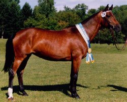 broodmare Lillemor (Trakehner, 1979, from Cornelius)