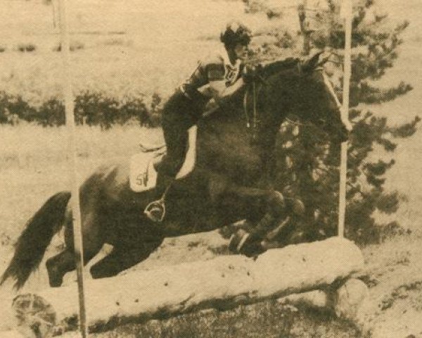 stallion Leibjaeger (Trakehner, 1972, from Kassio)
