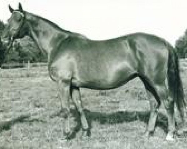 Zuchtstute Liuba (Trakehner, 1970, von Kassio)