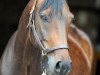 dressage horse Frieda 145 (Westphalian, 2006, from Fidertanz)