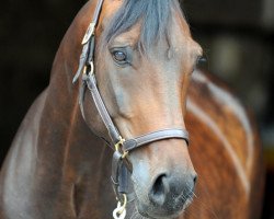 dressage horse Frieda 145 (Westphalian, 2006, from Fidertanz)