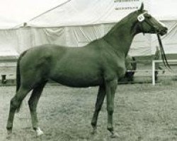 broodmare Griseldis (Trakehner, 1964, from Pindar xx)