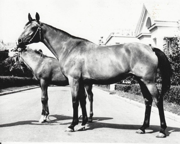 broodmare Platina ox (Arabian thoroughbred, 1950, from Priboj 1944 ox)