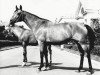 broodmare Platina ox (Arabian thoroughbred, 1950, from Priboj 1944 ox)