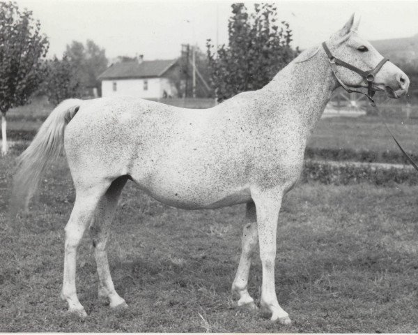 broodmare Panel 1960 ox (Arabian thoroughbred, 1960, from Nil 1954 EAO)
