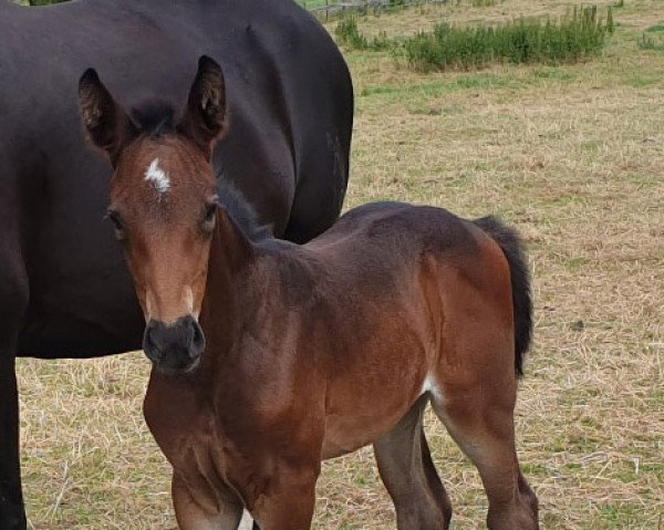 Springpferd Ravenna (Zangersheide Reitpferd,  , von RED up Chiqui Z)