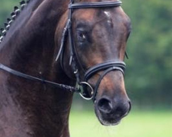 stallion Occacio (Trakehner, 2003, from Cadeau)