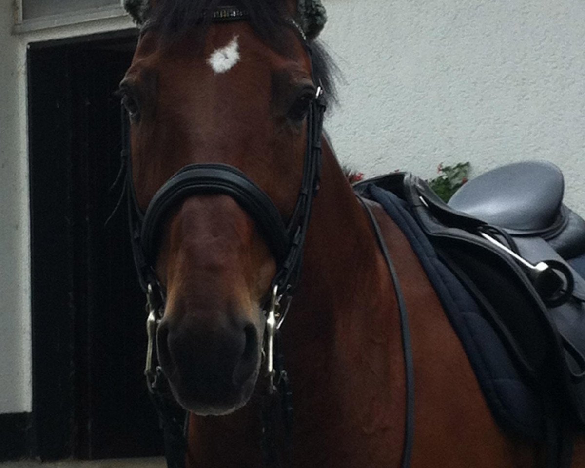dressage horse D'agostino (Oldenburg, 1997, from De Niro)