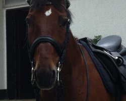 dressage horse D'agostino (Oldenburg, 1997, from De Niro)