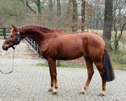 jumper Fleedwood WV (KWPN (Royal Dutch Sporthorse), 2010, from Carthino Z)