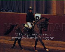 horse Likstahöjdens Beebop (Swedish Riding Pony, 2006, from Likstahöjdens Komet)