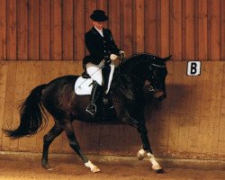 broodmare Petite L'Amour H (German Riding Pony, 2002, from Piccolo)