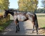 broodmare Shakyra M (Hanoverian, 2010, from Satisfaction FRH)