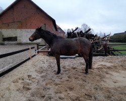 broodmare Carisma (Oldenburg,  , from Rohdiamant)