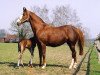 broodmare Eldana (Trakehner, 1994, from Benz)