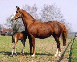 broodmare Eldana (Trakehner, 1994, from Benz)