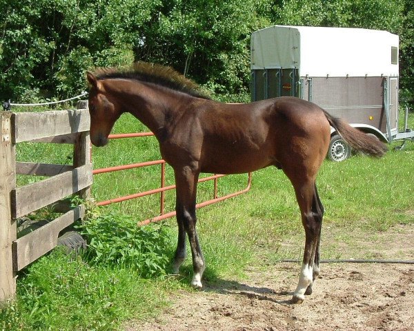 Pferd Grandezzo 15 (Trakehner, 2004, von Cornus)