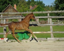 dressage horse El Rouge (Trakehner, 2009, from Le Rouge 7)