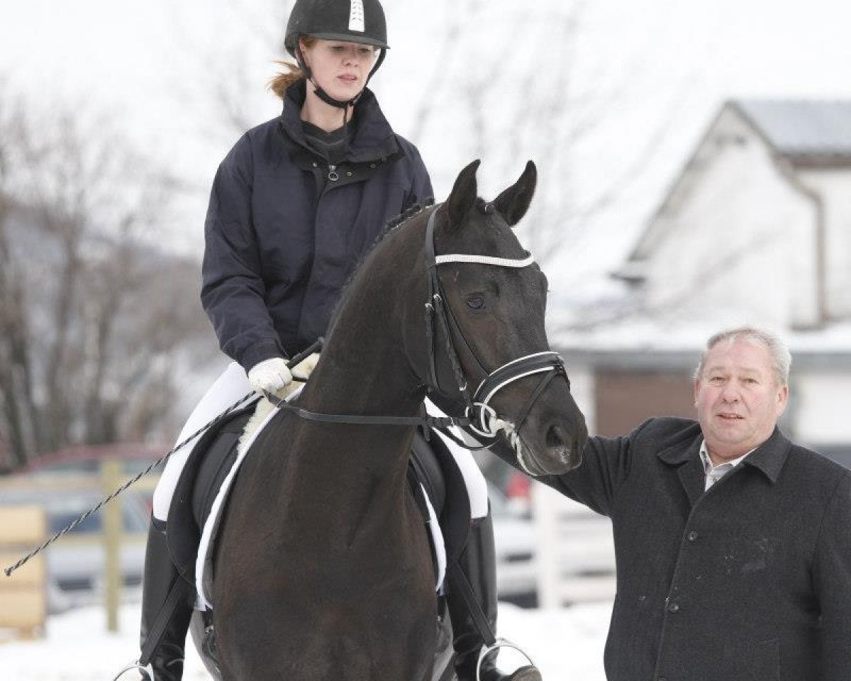 stallion San Florestano (Oldenburg, 2010, from San Amour I)