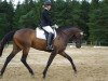 Springpferd Elbing (Trakehner, 2005, von Latimer)