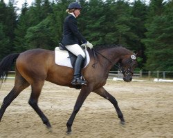 Springpferd Elbing (Trakehner, 2005, von Latimer)