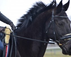 jumper Baccardi 26 (German Warmblood, 2002)