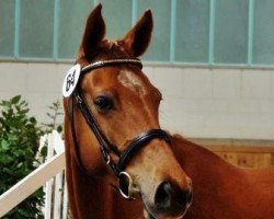 Springpferd Oscaja (Trakehner, 2005, von Sky Dancer)