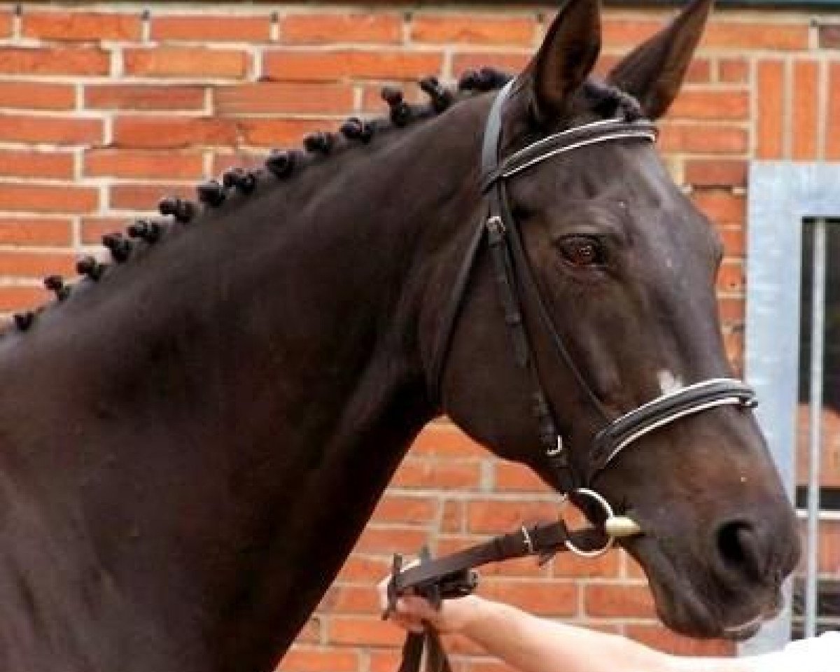 broodmare Suleika XVII (Trakehner, 1988, from Sokrates)