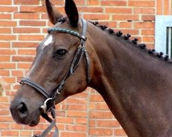 broodmare Oststar (Trakehner, 1990, from Mangan xx)