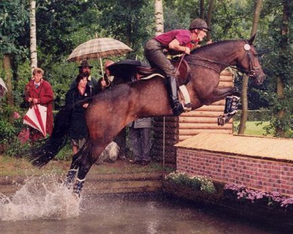 horse Dornroeschen V (Trakehner, 1986, from Arrak)
