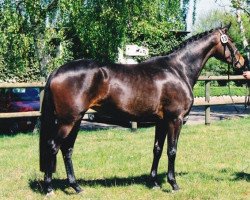 Zuchtstute Hofdame VII (Trakehner, 2004, von Freudenfest)