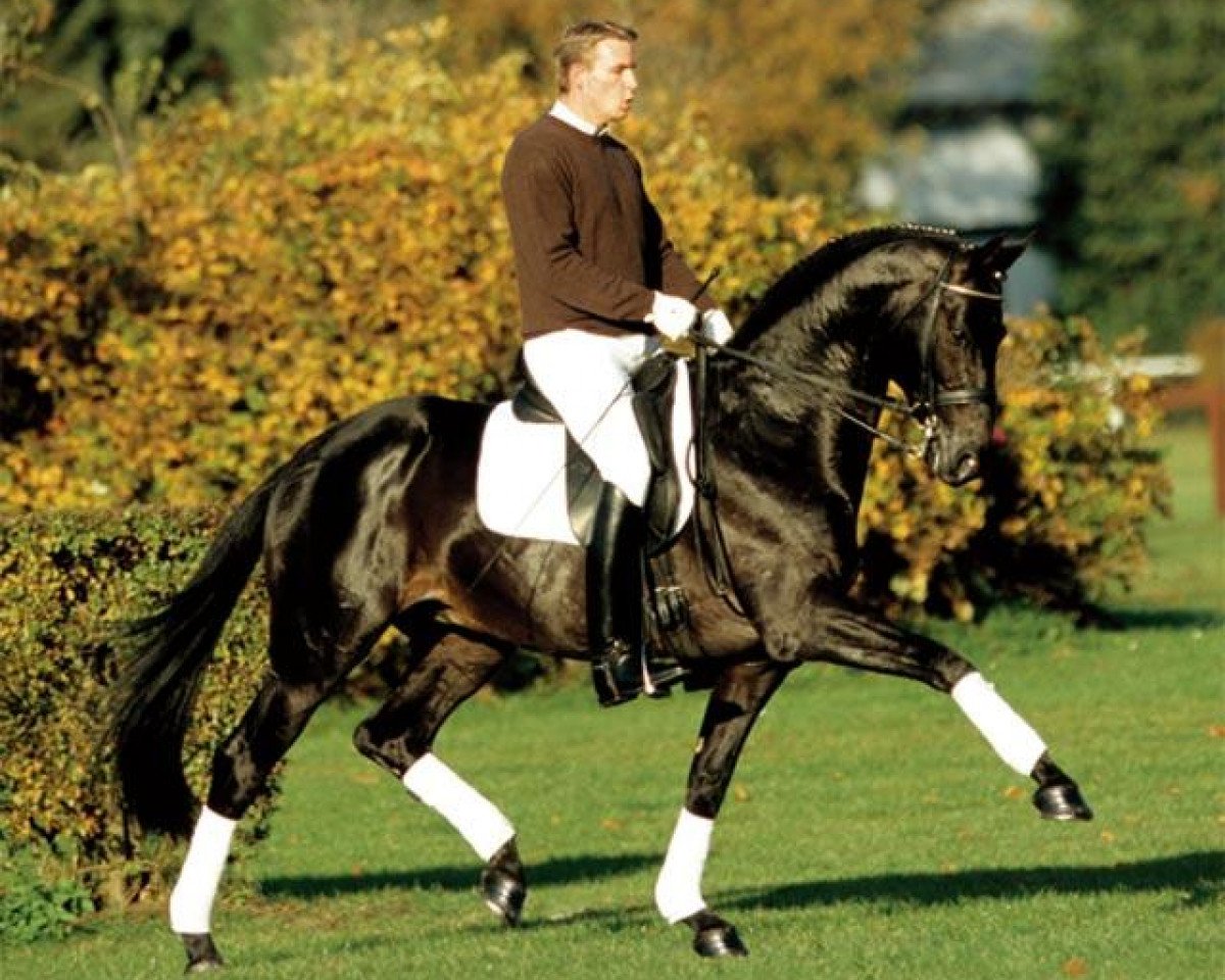Deckhengst Hofrat (Trakehner, 1998, von Gribaldi)