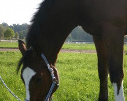 Springpferd Rainbow (Oldenburger, 2000, von Raphael)