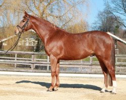 dressage horse Tarantino (Trakehner, 2005, from Hoftänzer)