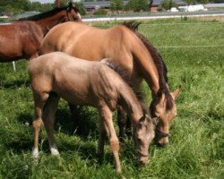 Zuchtstute Cosima 316 (Deutsches Reitpony, 2002, von FS Champion de Luxe)