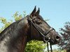 stallion King Arthur TSF (Trakehner, 1998, from Buddenbrock)