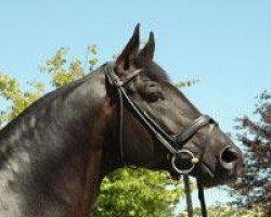 stallion King Arthur TSF (Trakehner, 1998, from Buddenbrock)