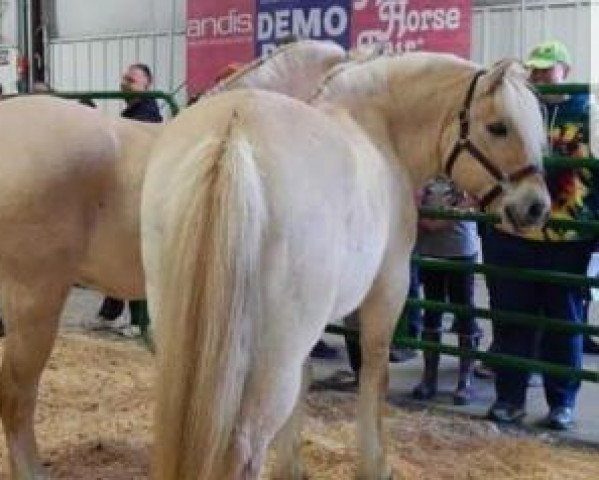 stallion Kjor Erik (Fjord Horse, 2008, from Kjor Holen)